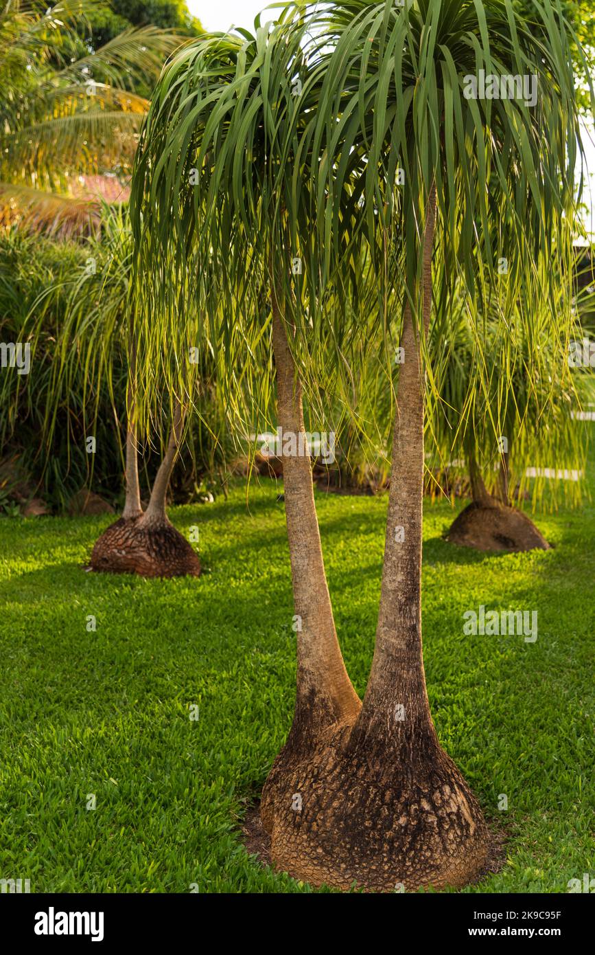 Ornamental ponytail palm plants, Beaucarnea recurvata, in a Brazilian garden. Stock Photo