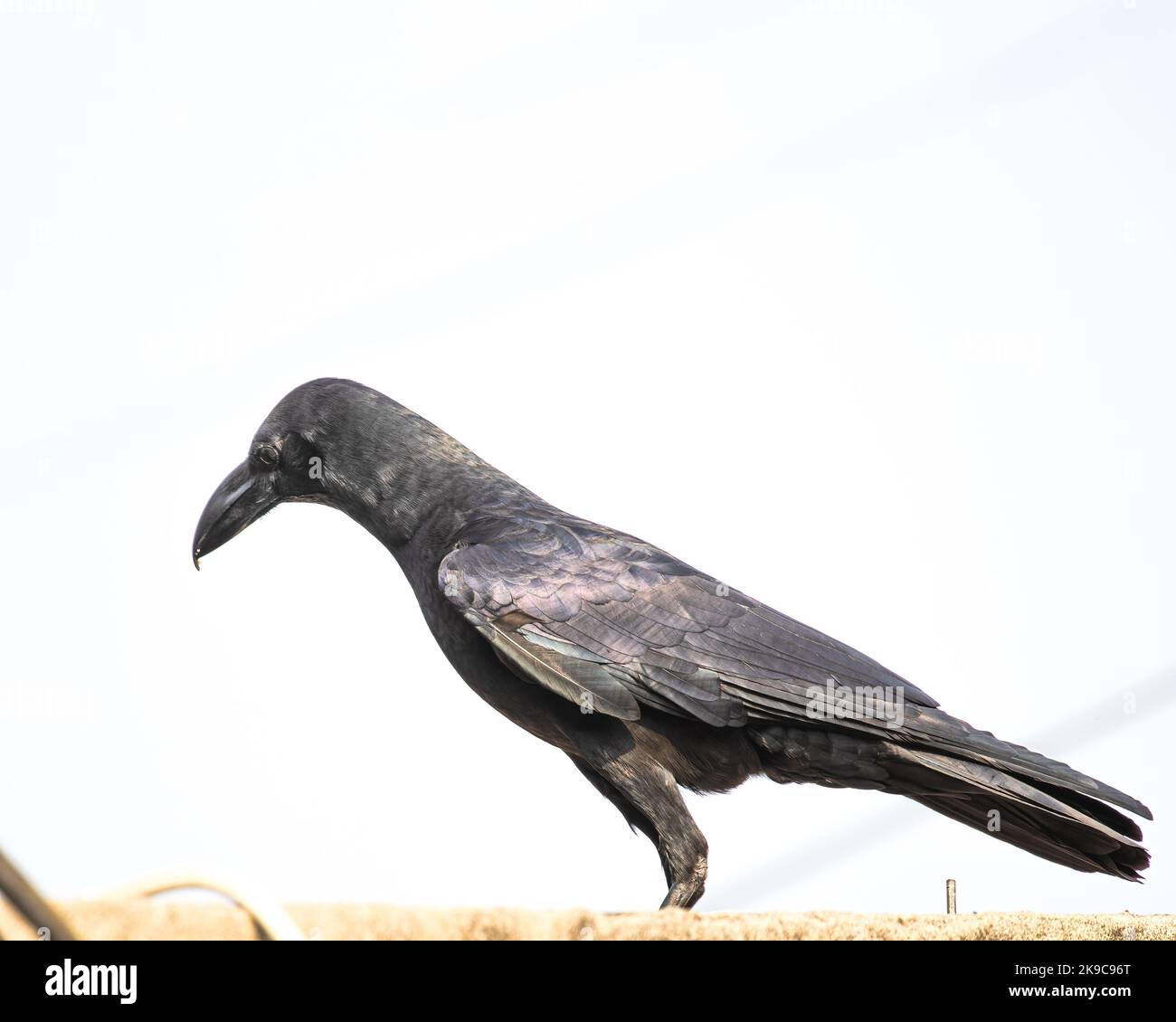 A Common raven looking down from a wall Stock Photo