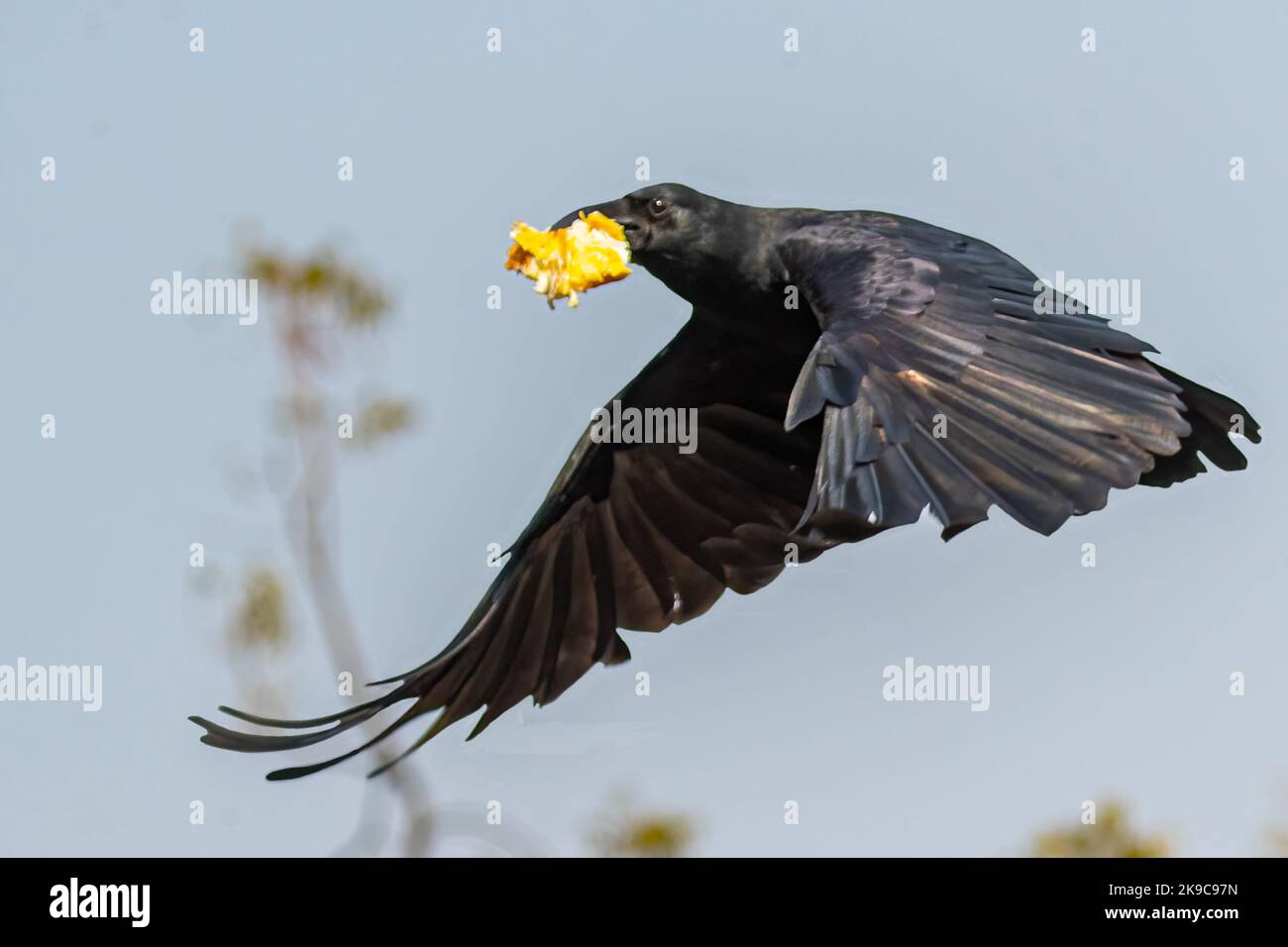 A Common Raven in flight in sky Stock Photo