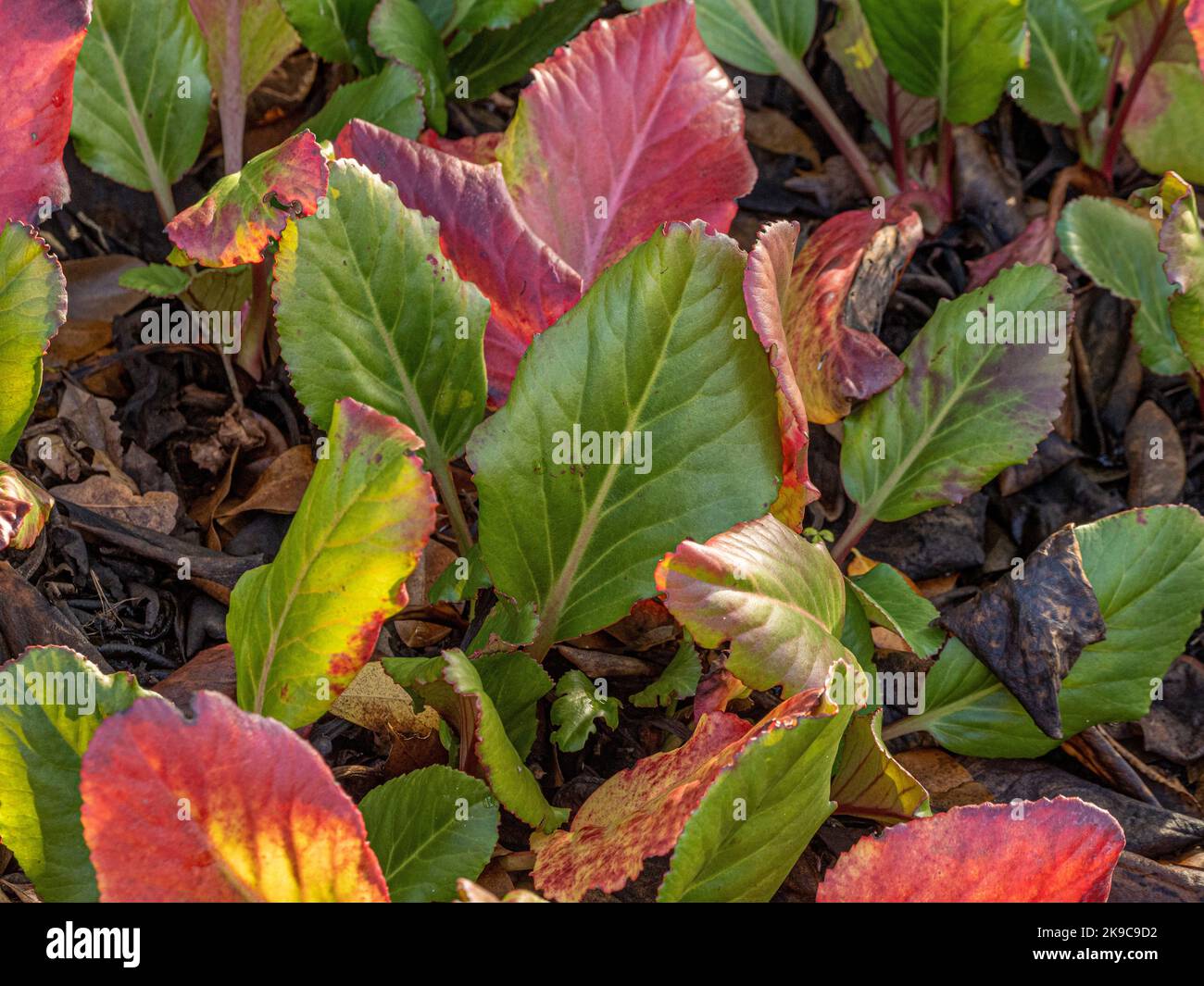 Backlit Bergenia 'Overture' commonly know as Elephant's Ears with its