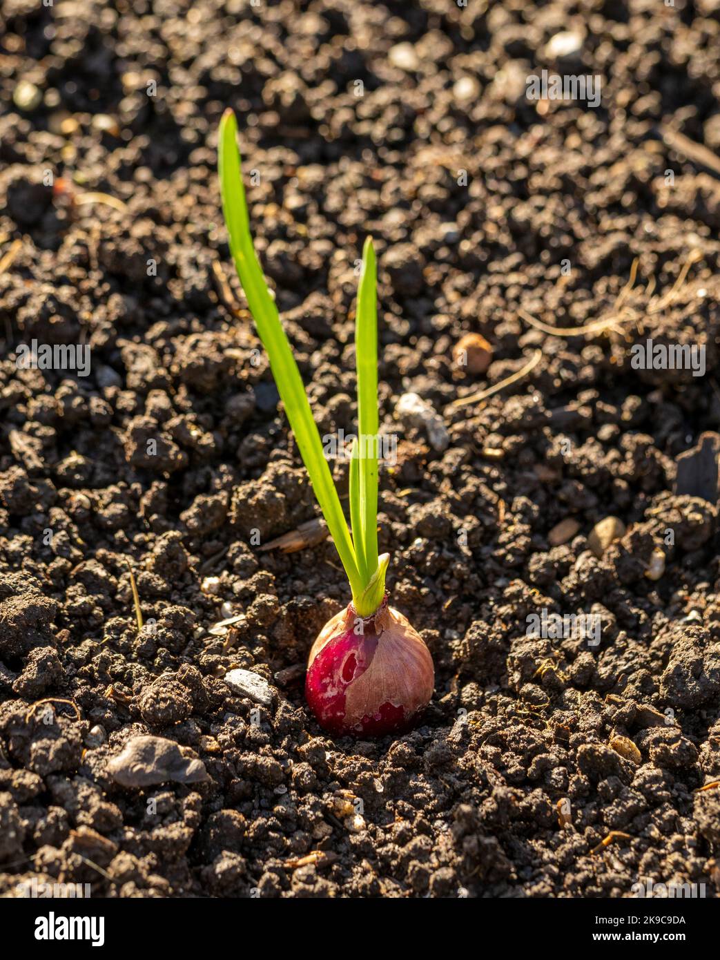 Autumn planted Onion Set 'Red Winter' - growing in a UK garden. Stock Photo