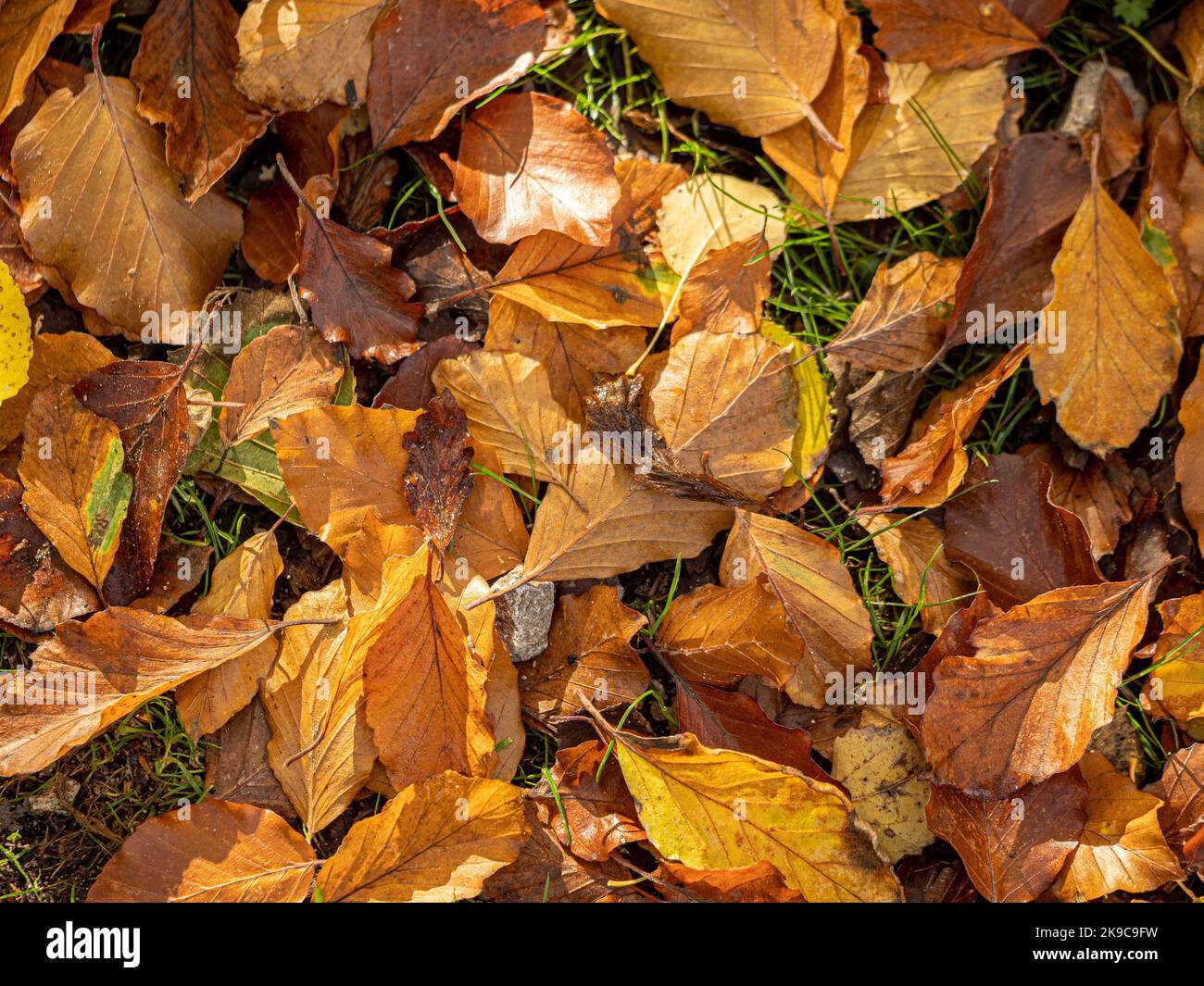 Golden autumn leaves on ground hi-res stock photography and images - Alamy