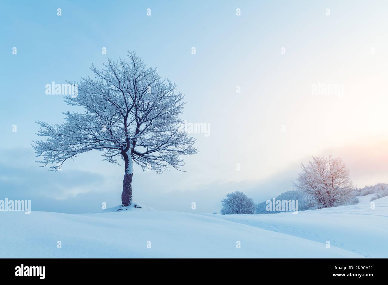 Amazing winter landscape with a lonely snowy tree on a mountains valley. Pink sunrise sky glowing on background. Landscape photography Stock Photo