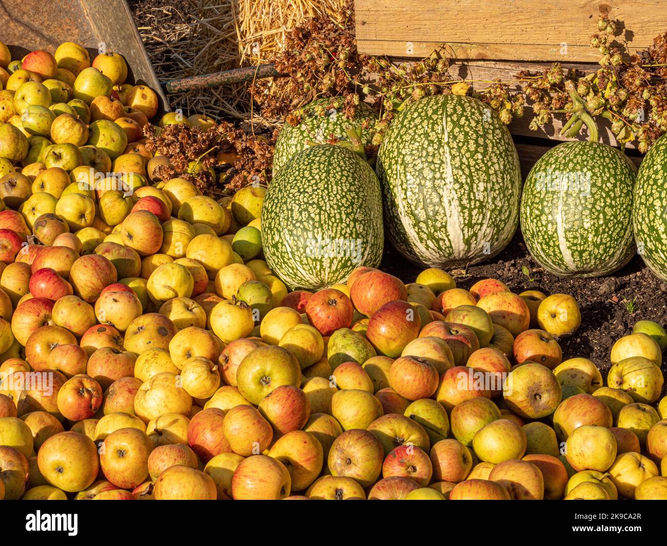 Harvested apples and Fig leaf gourds curing in the sunshine in a UK garden. Stock Photo