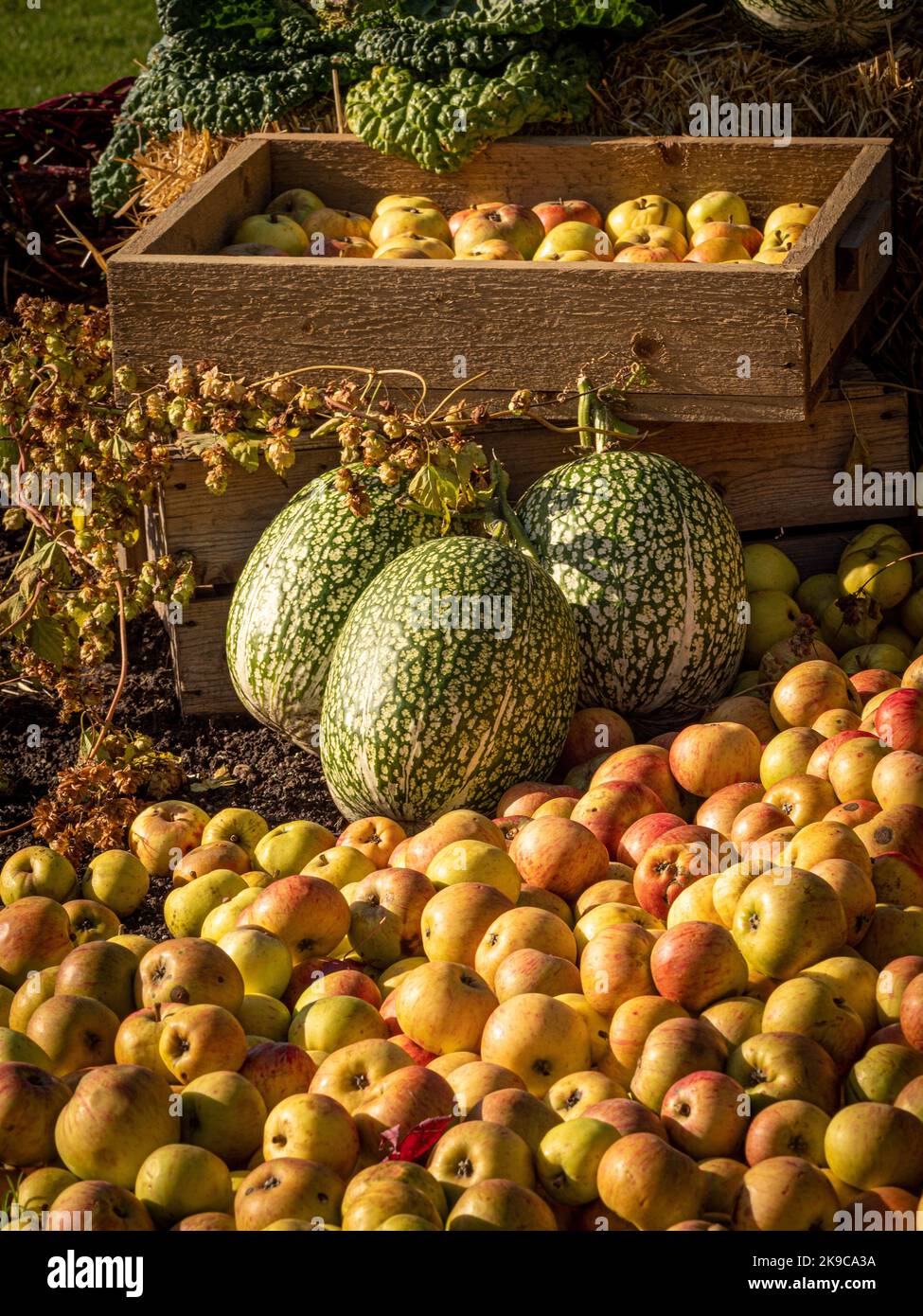 Harvested apples and Fig leaf gourds curing in the sunshine in a UK garden. Stock Photo