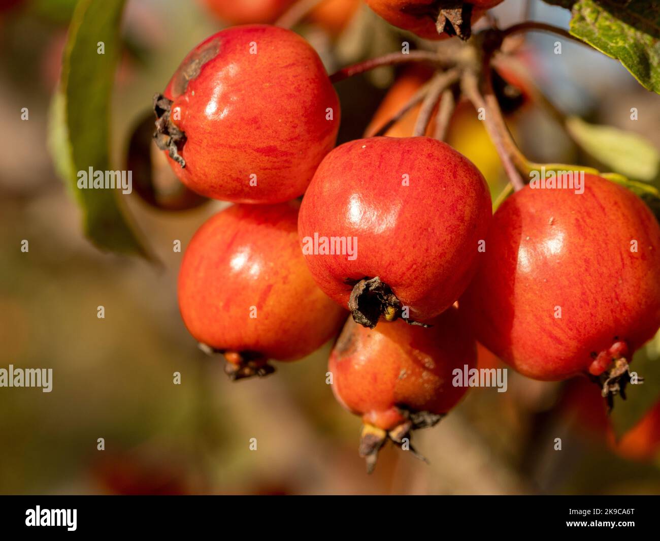 how do i know when crab apples are ripe