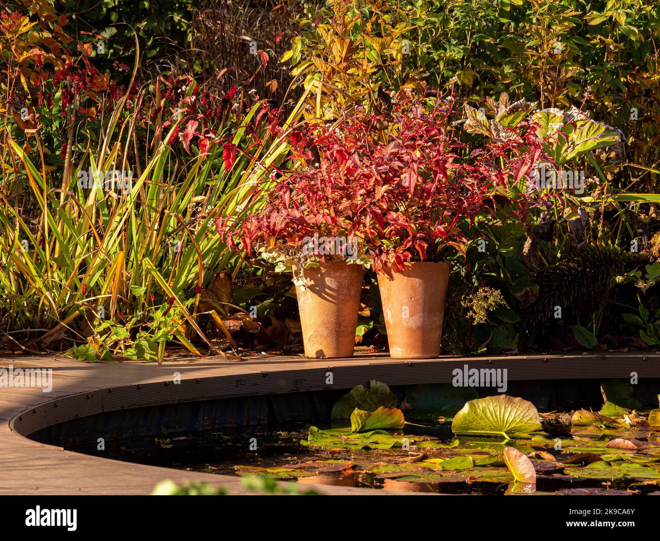 2 terracotta pots containing Persicaria Red Dragon placed on wooden decking at the edge of a contemporary circular pond. Stock Photo