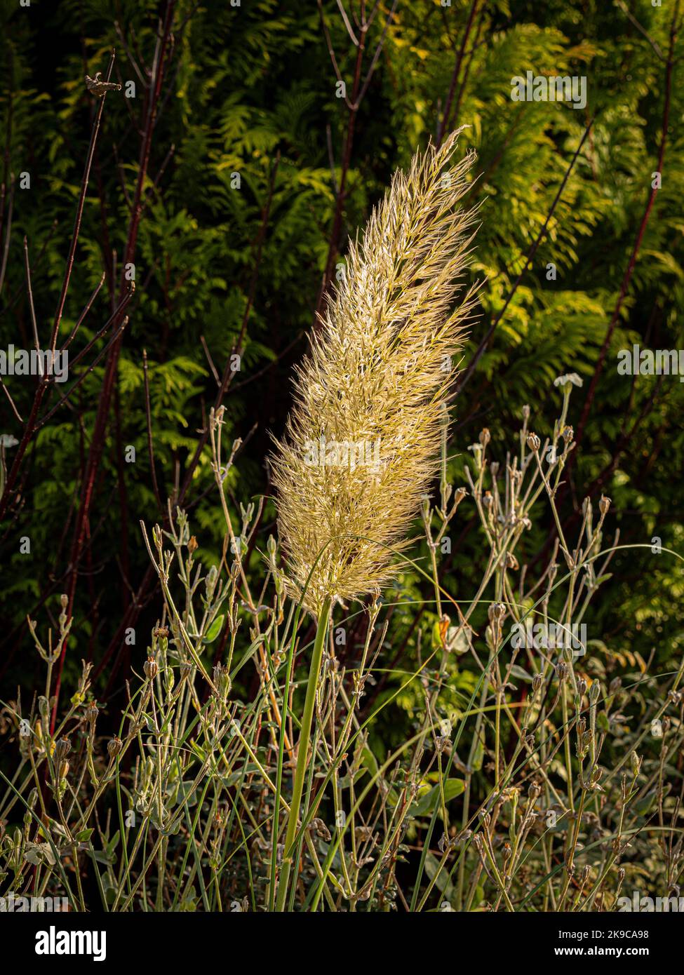 Backlit ornamental grass seed head growing in UK garden Stock Photo Alamy