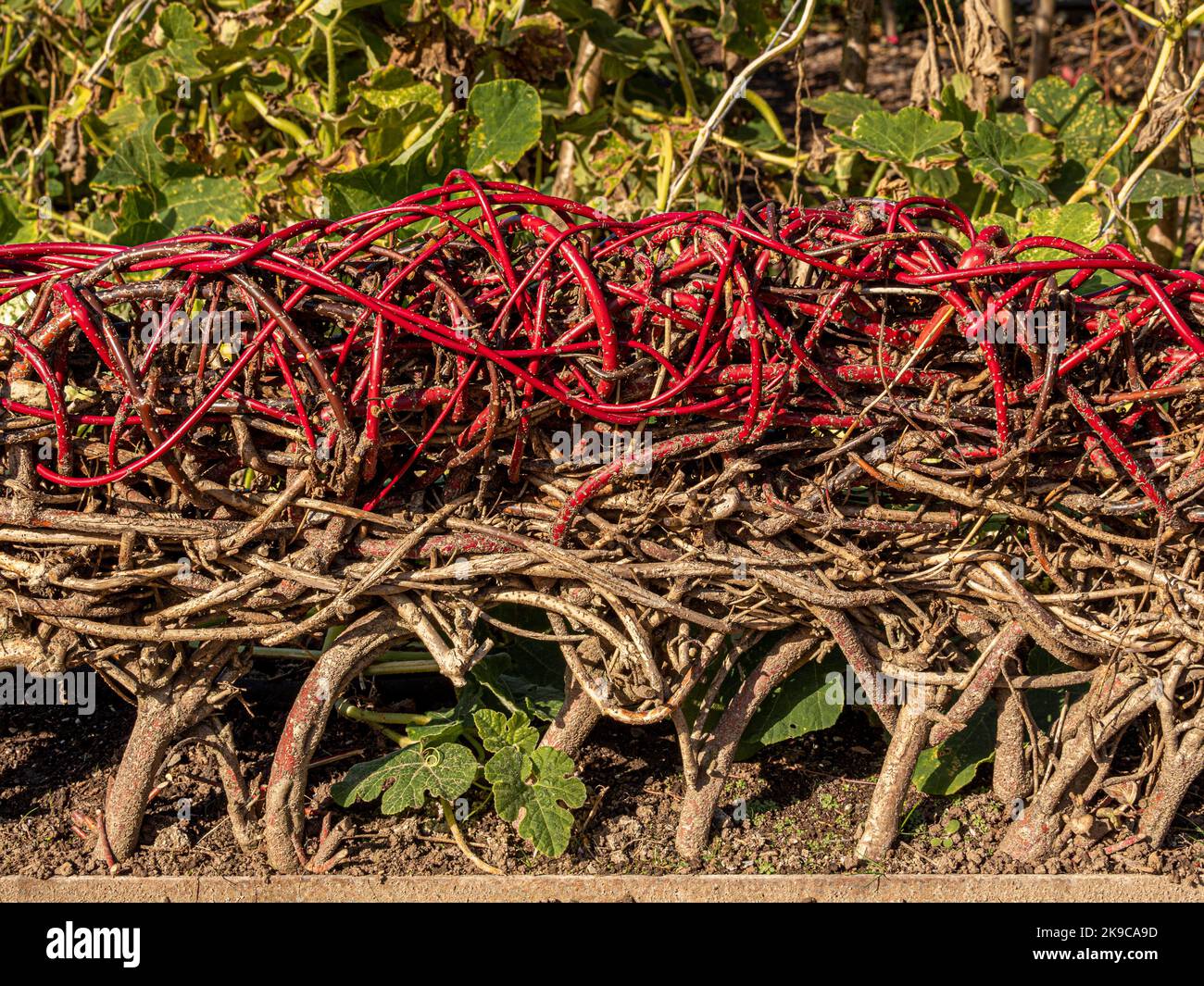 Woven stems forming a  living fence in a UK garden. Stock Photo