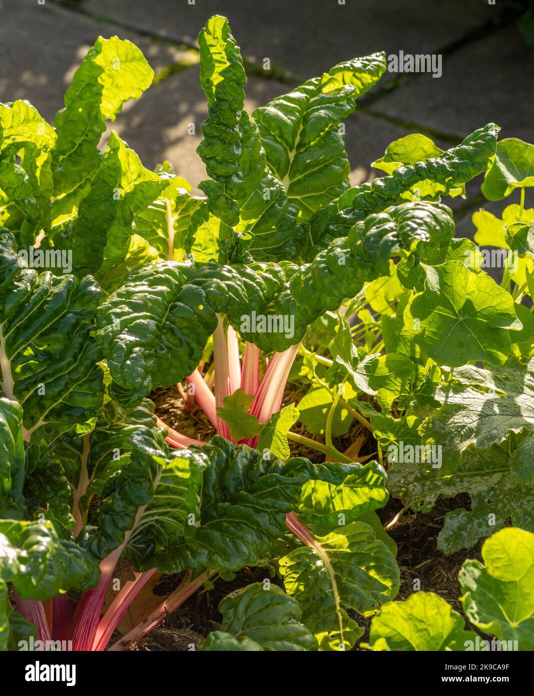 Backlit  Swiss Chard peppermint with its pink and white stems and large crinkly leaves growing in a UK garden. Stock Photo
