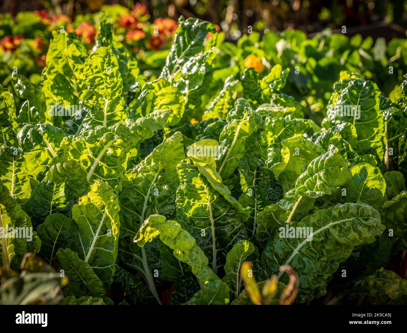 Backlit Swiss chard growing in a UK garden. Stock Photo