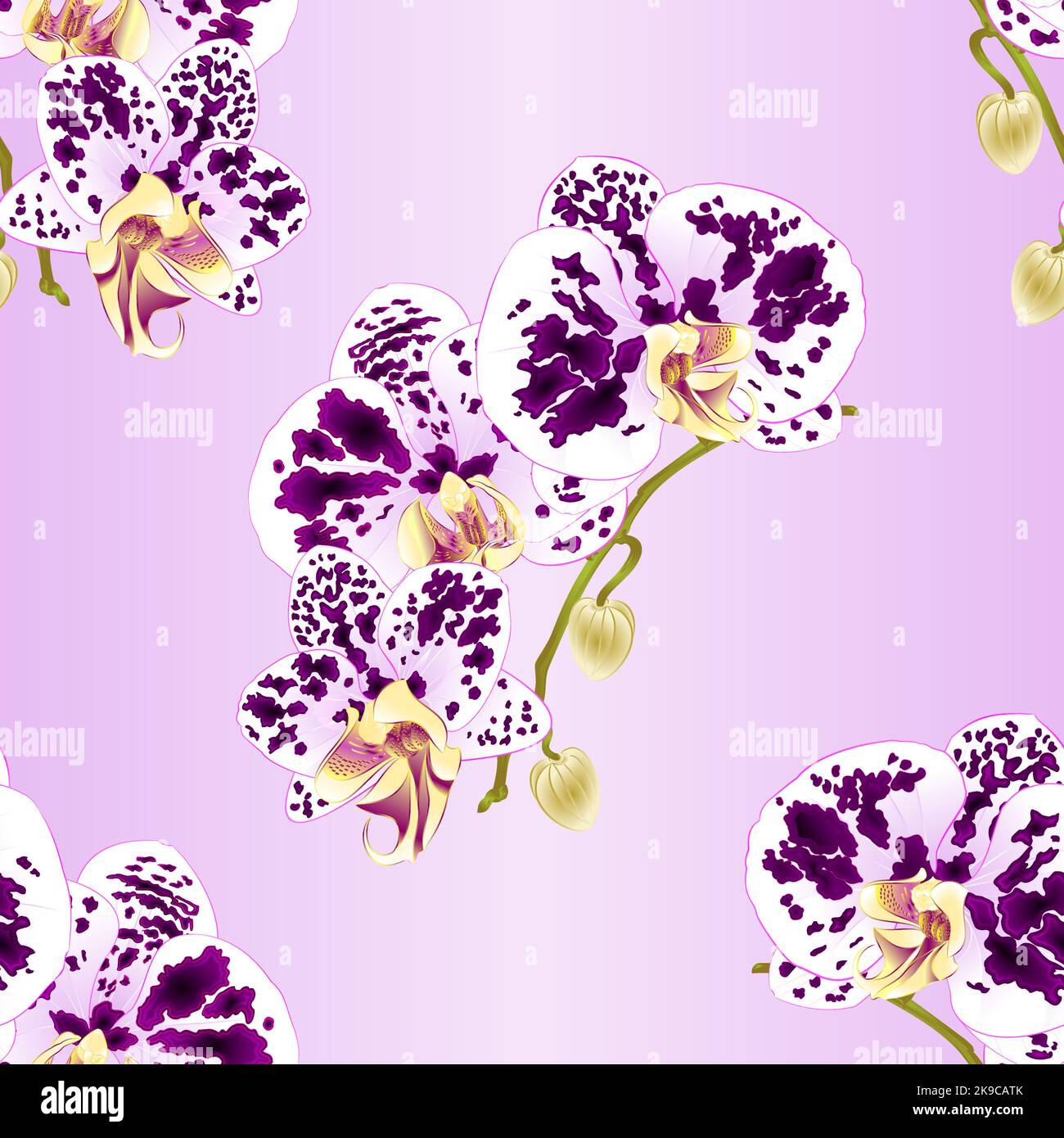 Seamless Texture Stem Orchid Phalaenopsis Spotted Wite And Purple