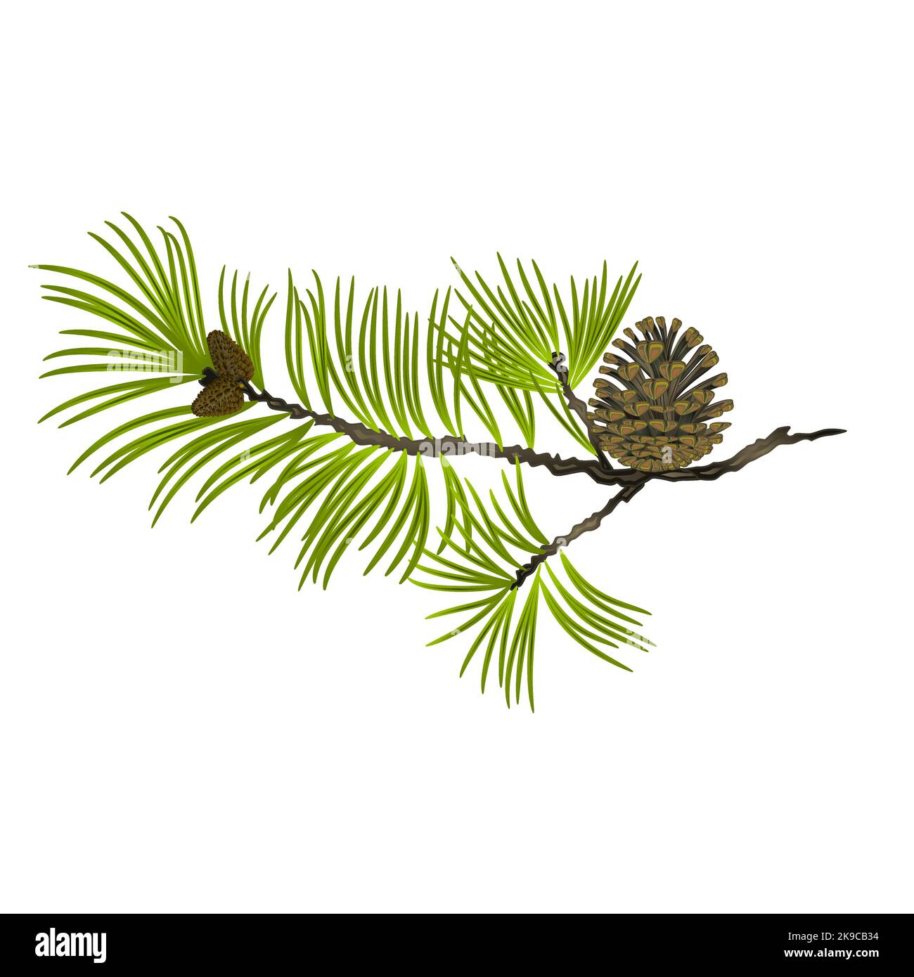 Pine tree Branch and pine cone on a white background vector ...