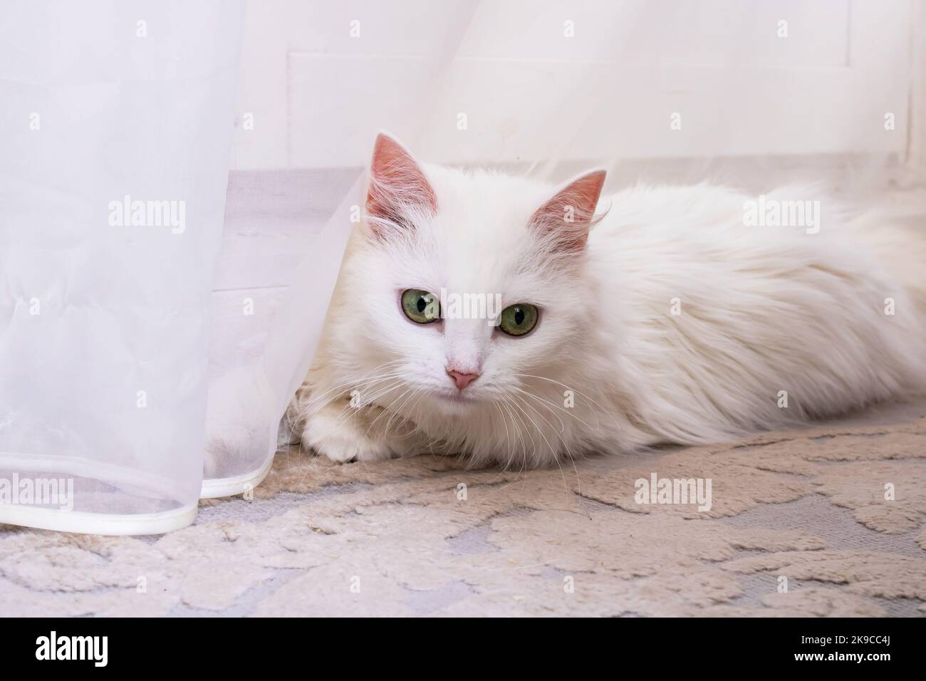 White cat with green eyes lying on the floor close up Stock Photo - Alamy