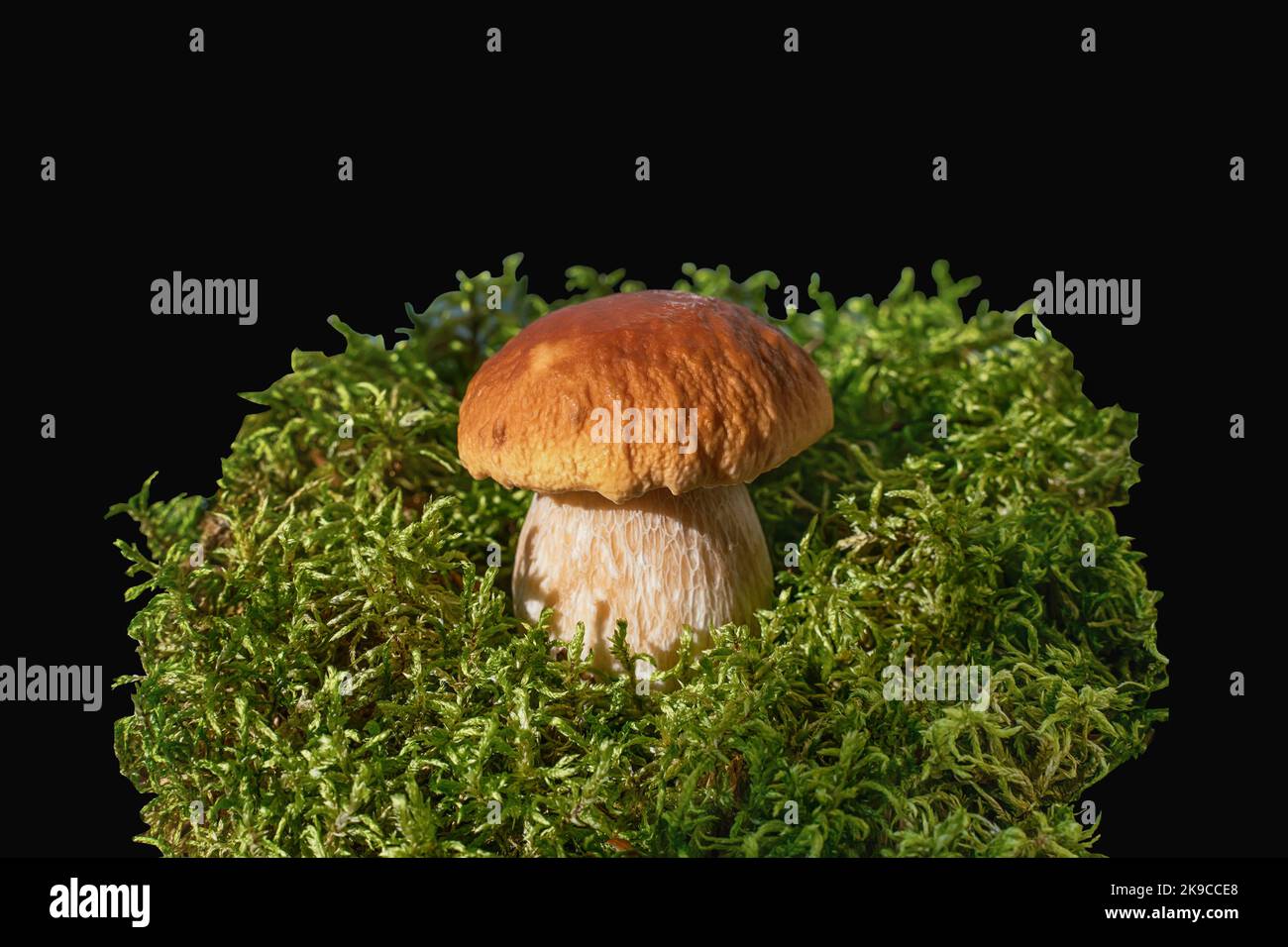 mushroom boletus in the moss. A small brown mushroom in the moss is isolated on a black background. Wet from morning dew or rain. Amazing natural scen Stock Photo