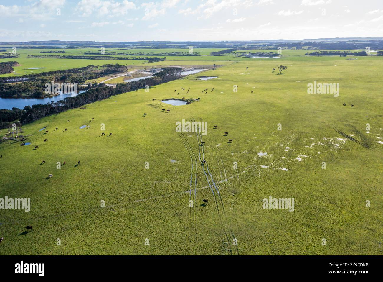 Drone aerial photograph of a herd of cows grazing in a large green ...