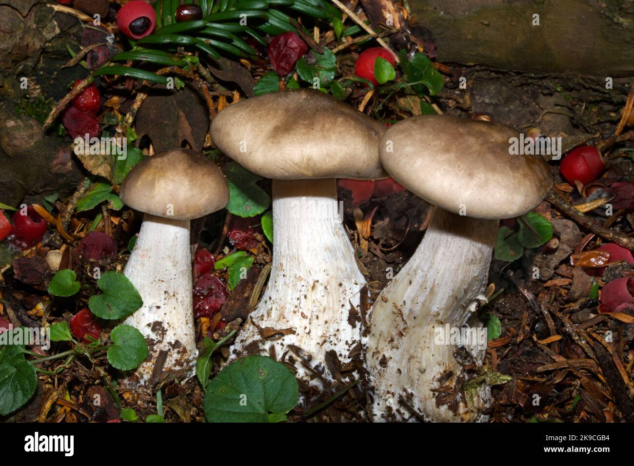 Clitocybe nebularis (clouded agaric) grows in both conifer and broad-leaved woodland in Europe and North America. Stock Photo