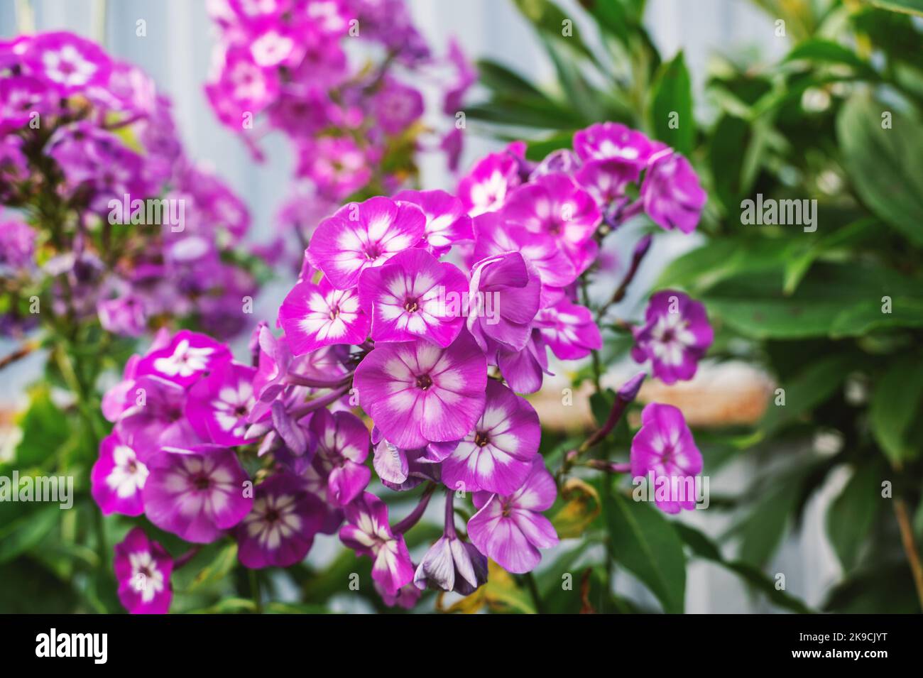 phlox flower in the garden. A brush of white phlox flowers with a red center on the background of a blurred garden background with solar glare. Stock Photo