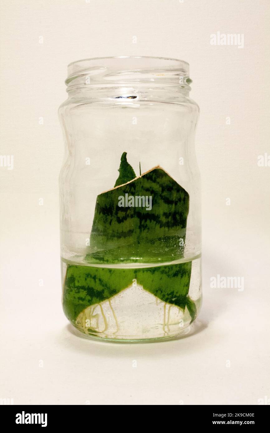 Plants Rooted in Water Stock Photo Alamy