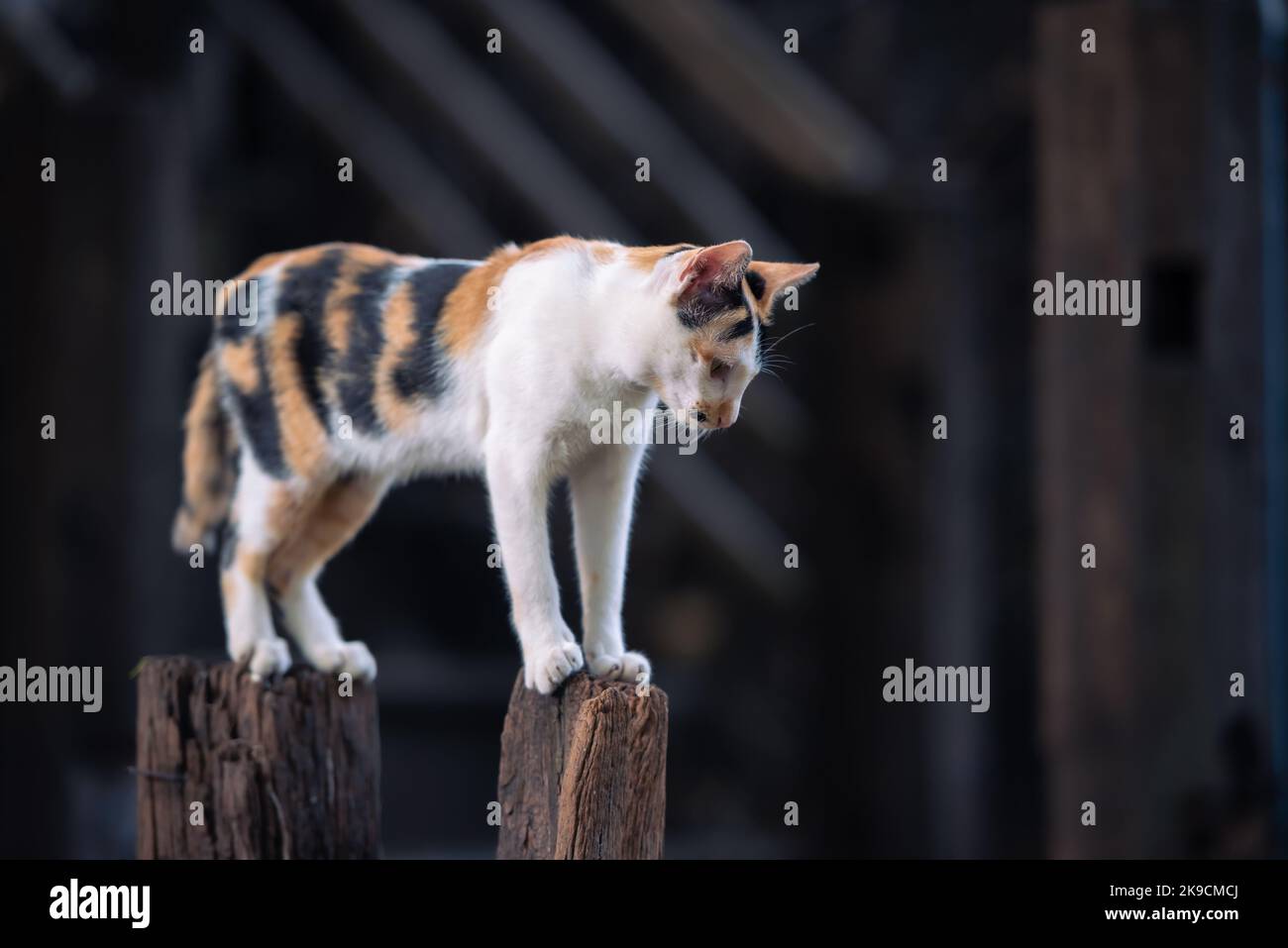 Rural Asian family cat standing on the logs  looking down the floor, isolated with copy space. Stock Photo