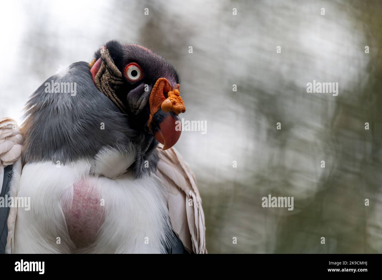 Portrait of bird. One king vulture. Sarcoramphus papa with bokeh backgrounds, Stock Photo