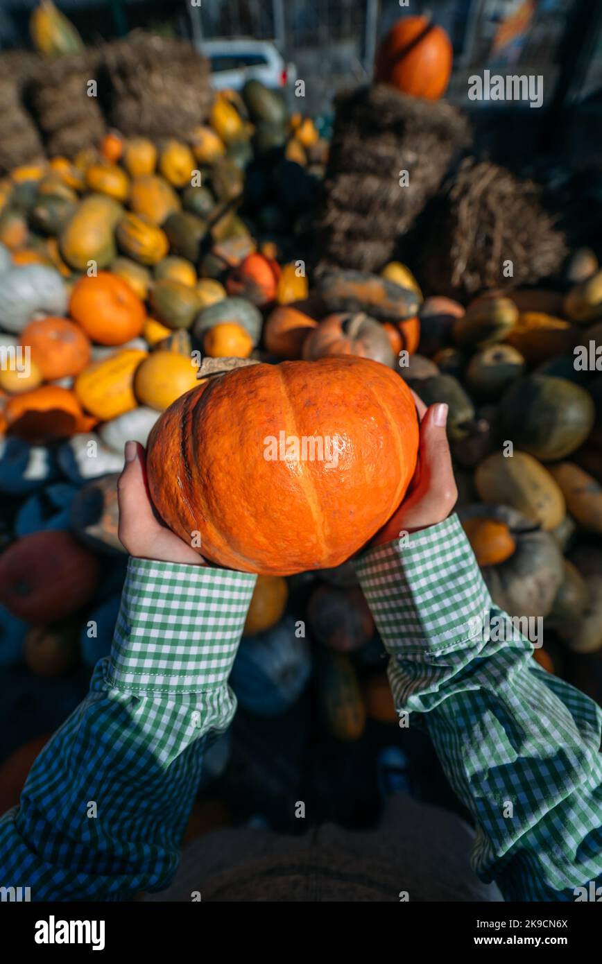Female hands hold out a small pumpkin. Stock Photo