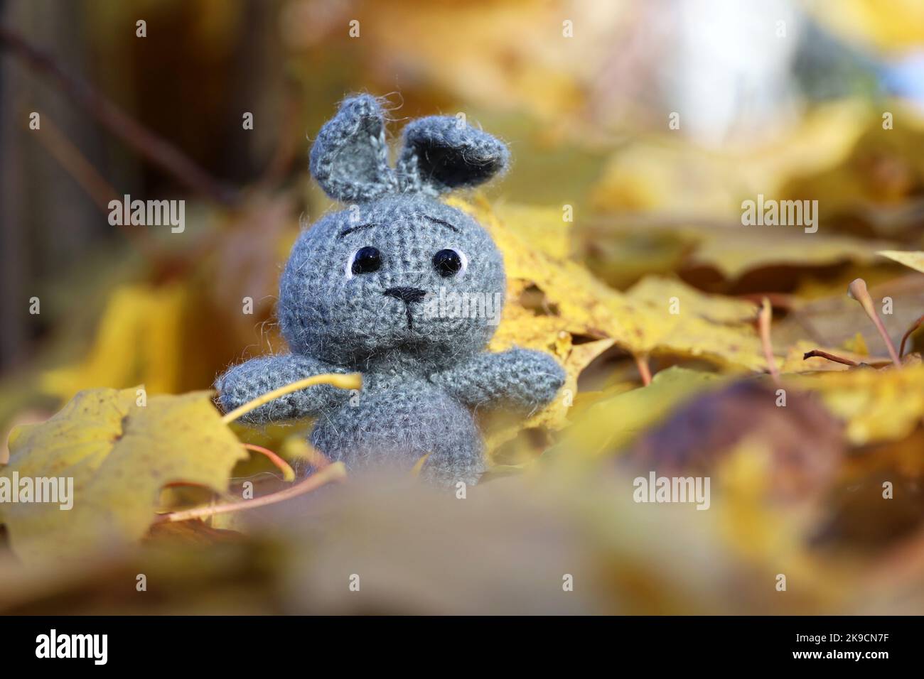 Grey knitted rabbit on maple leaves in autumn park. Festive card with ...