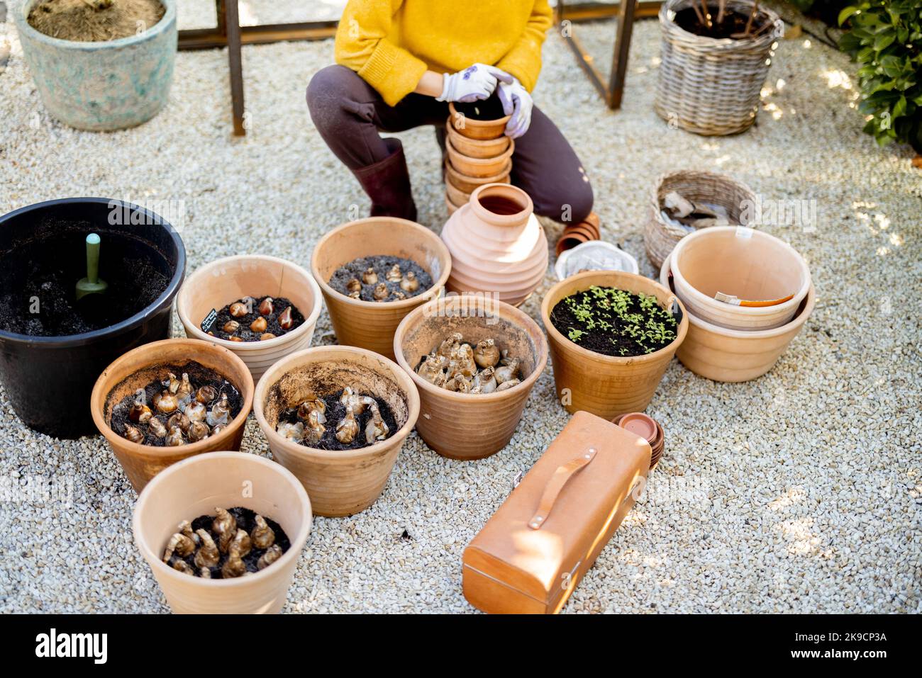 Woman planting flowers in jugs at garden Stock Photo - Alamy