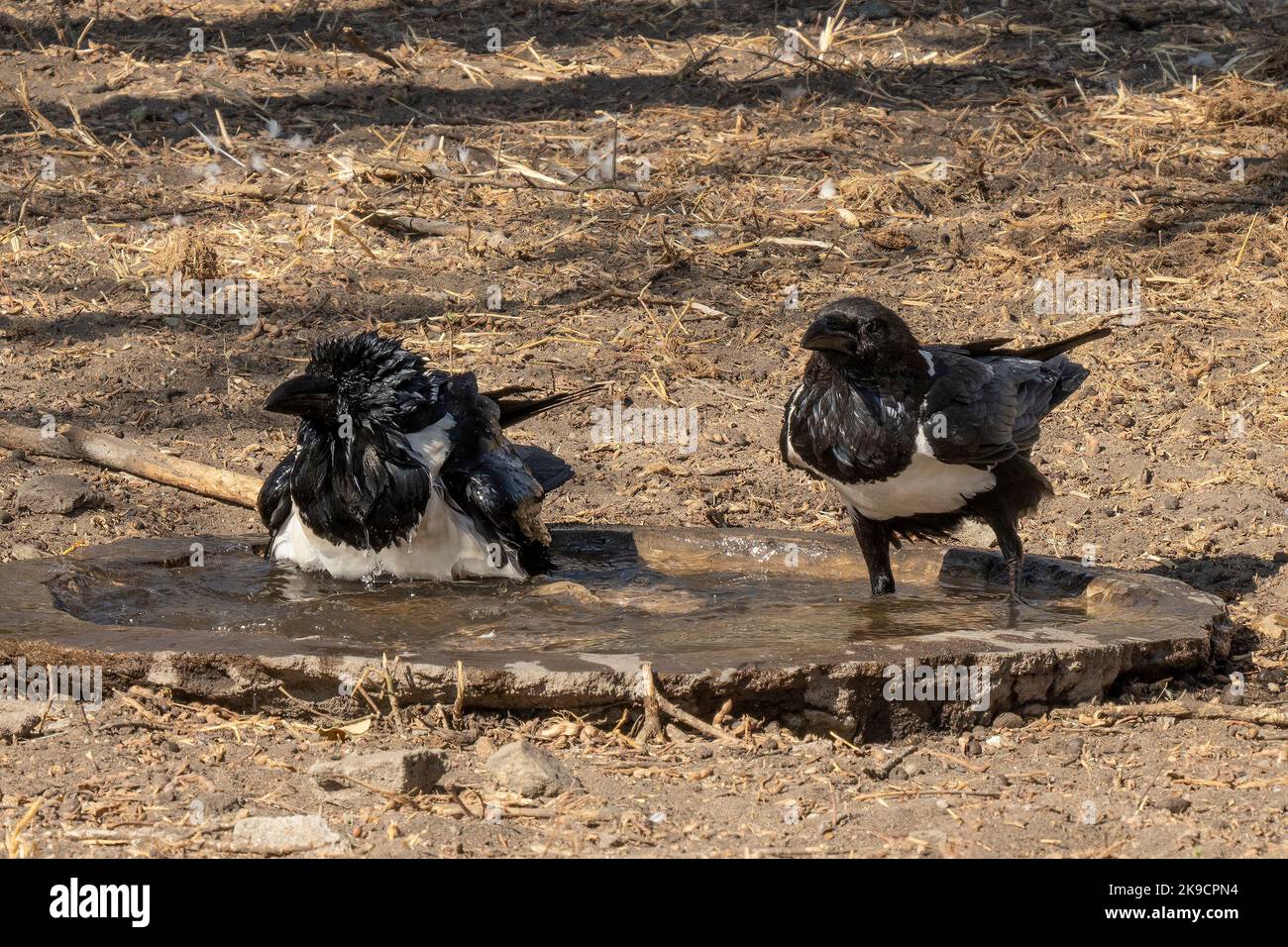 Two pied crows, taking a dip in a bird pool in Tanzania Stock Photo Alamy