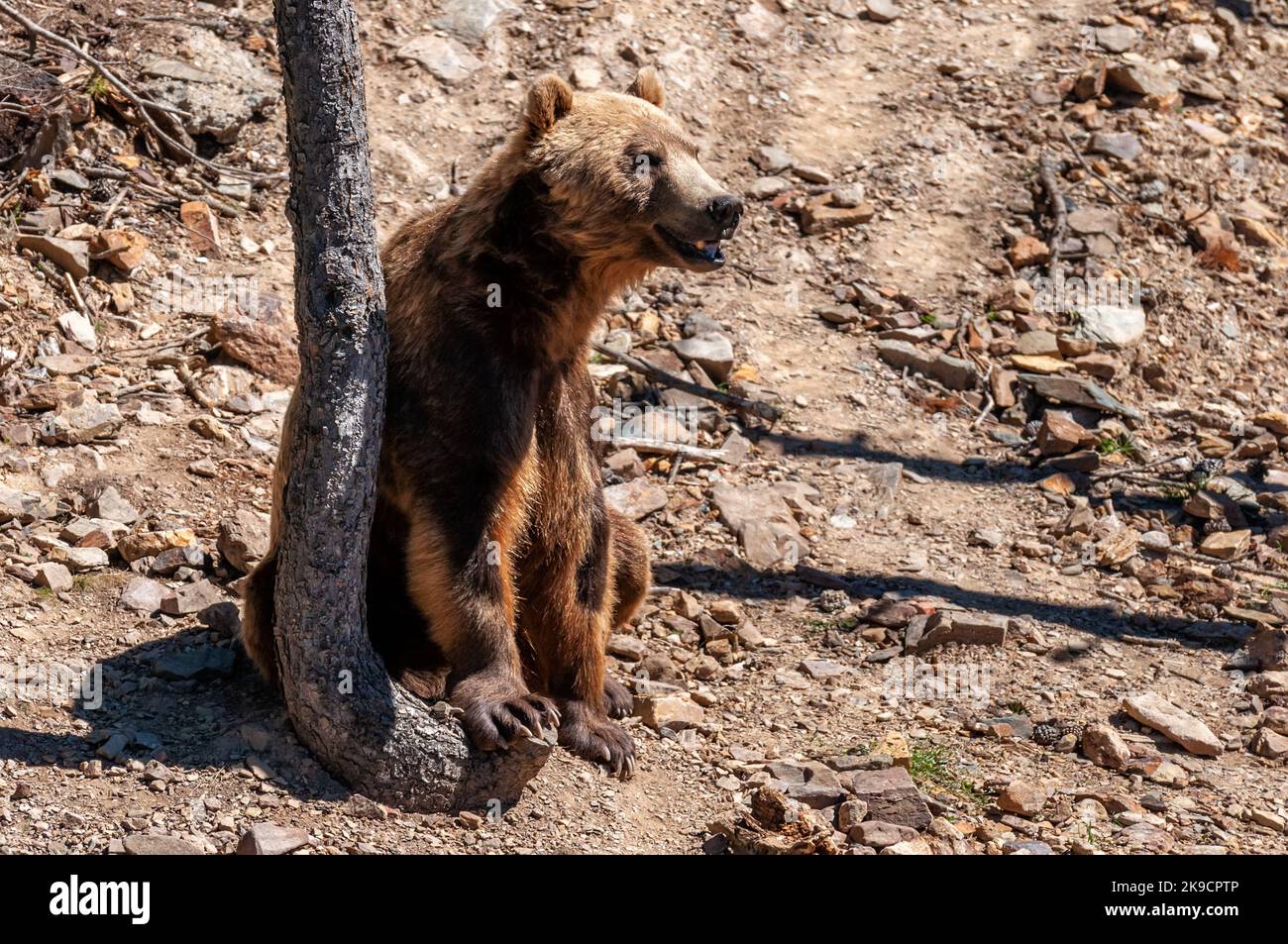 A Brown Bear Ursus arctos sitting leaning against a tree Stock Photo