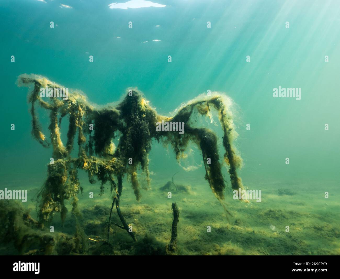 Underwater formation of algae and sunken branch Stock Photo - Alamy