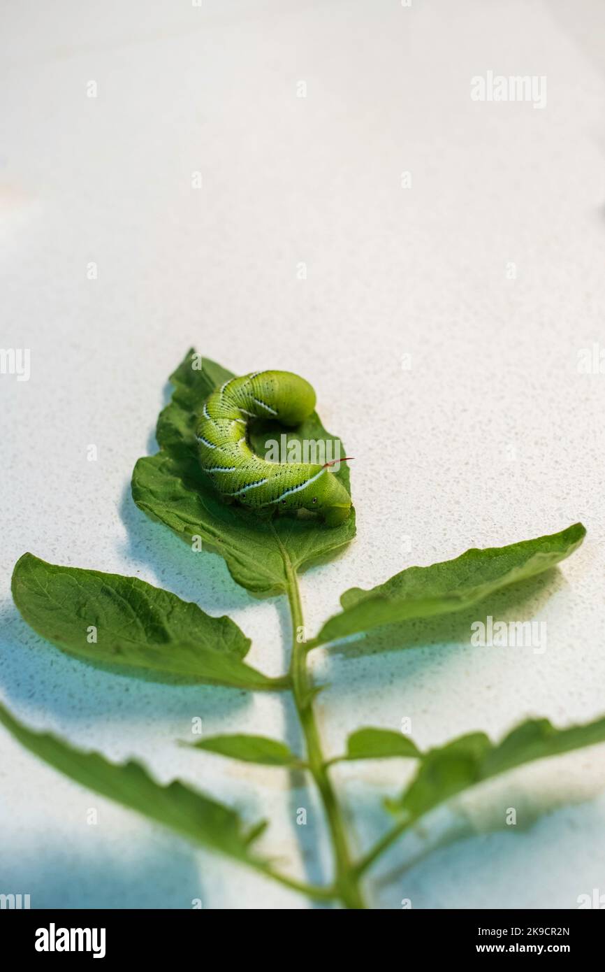 tobacco for worms worm hi-res stock photography and images a tobacco worm how many