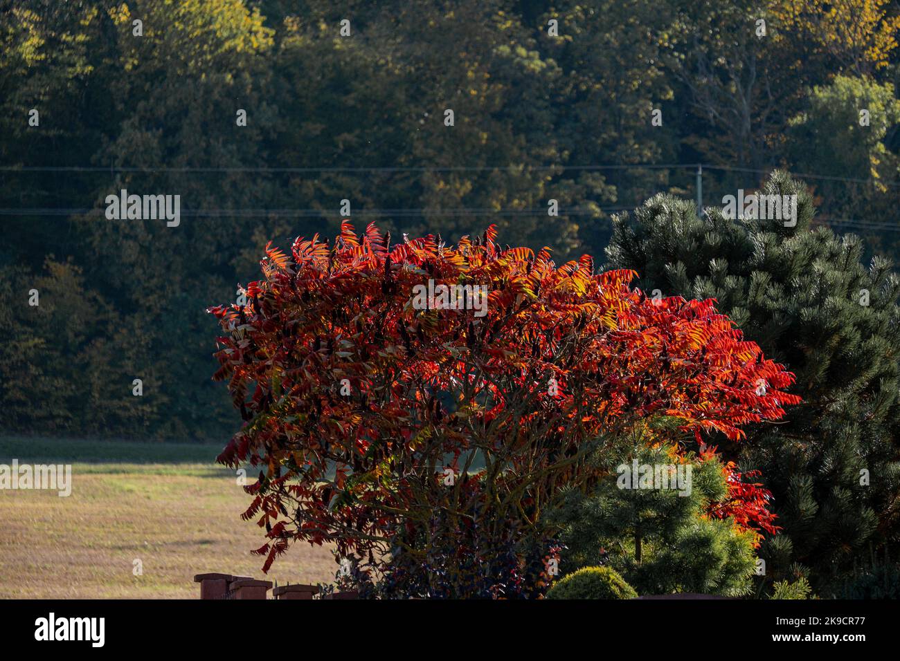 a tree in the middle of a field with red leaves Stock Photo