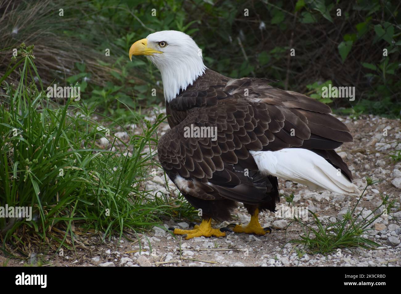 American comfort food chain hires stock photography and images Alamy