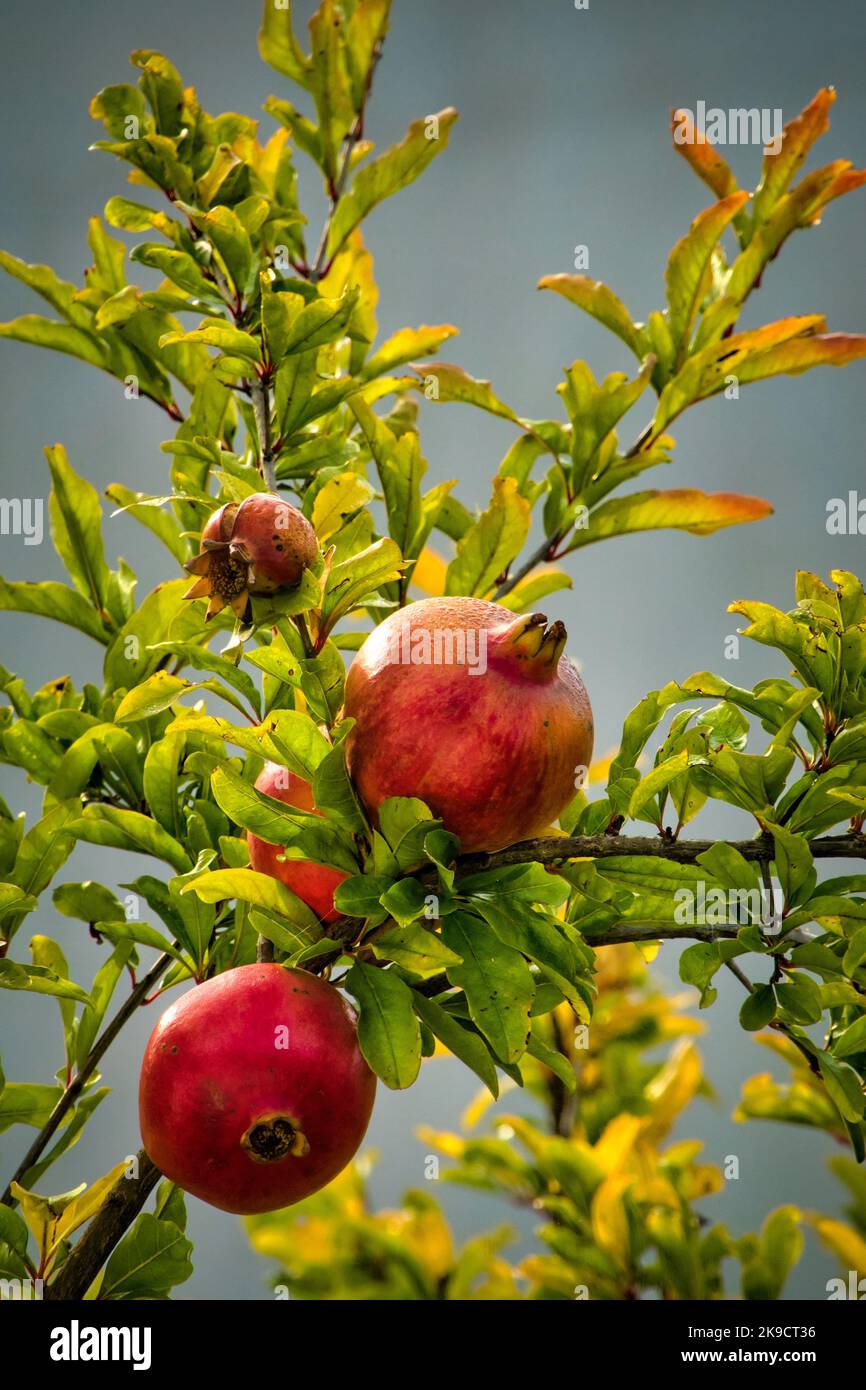 Ripe pomegranates green leaves hi-res stock photography and images - Alamy