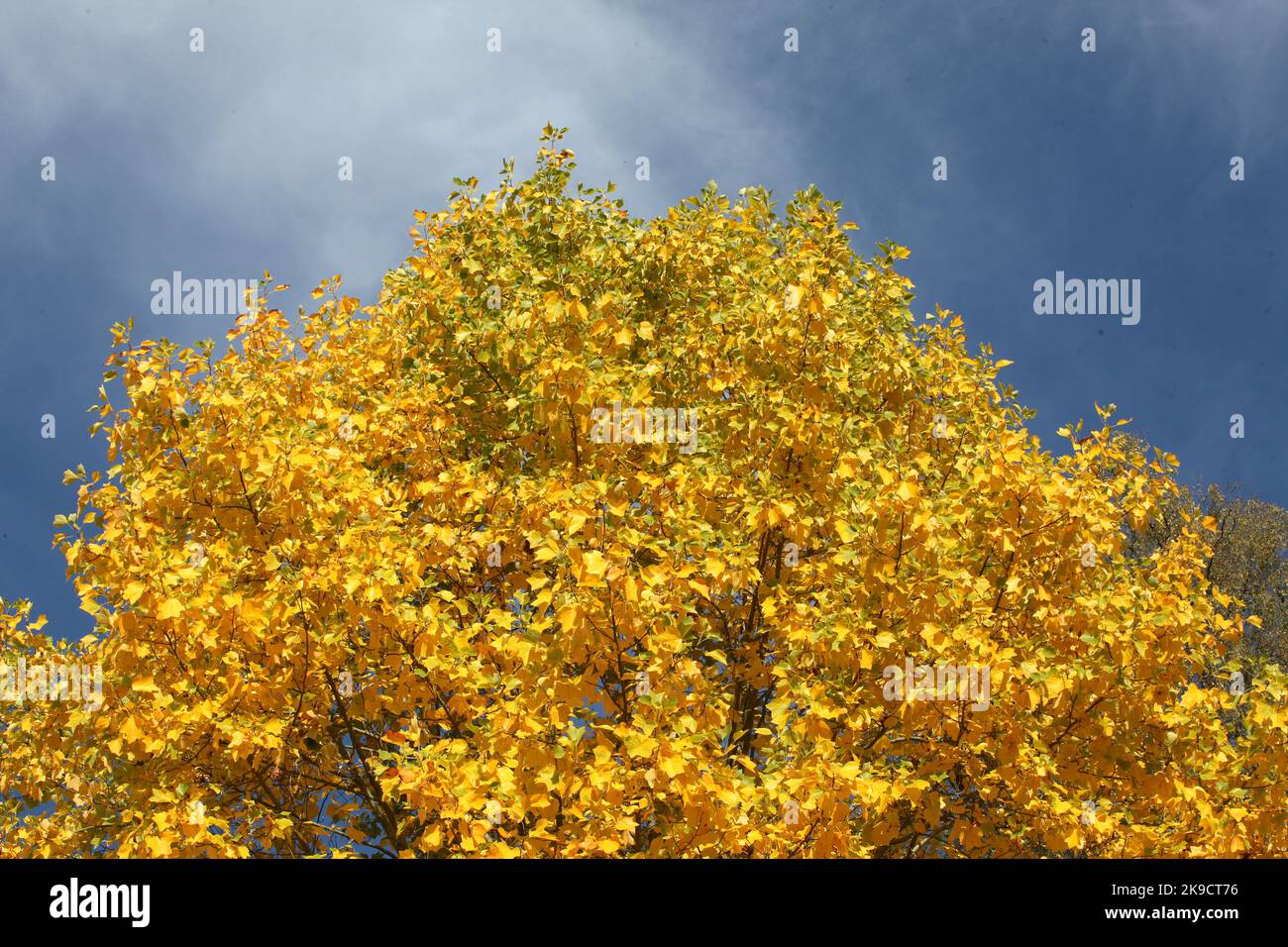 The yellow fall colours of the Tulip Poplar tree Stock Photo Alamy