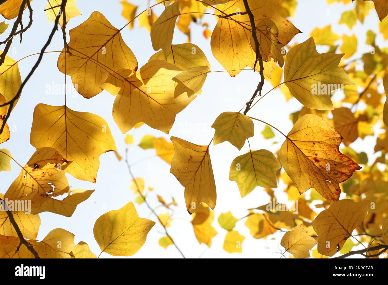 The yellow fall colours of the Tulip Poplar tree Stock Photo Alamy