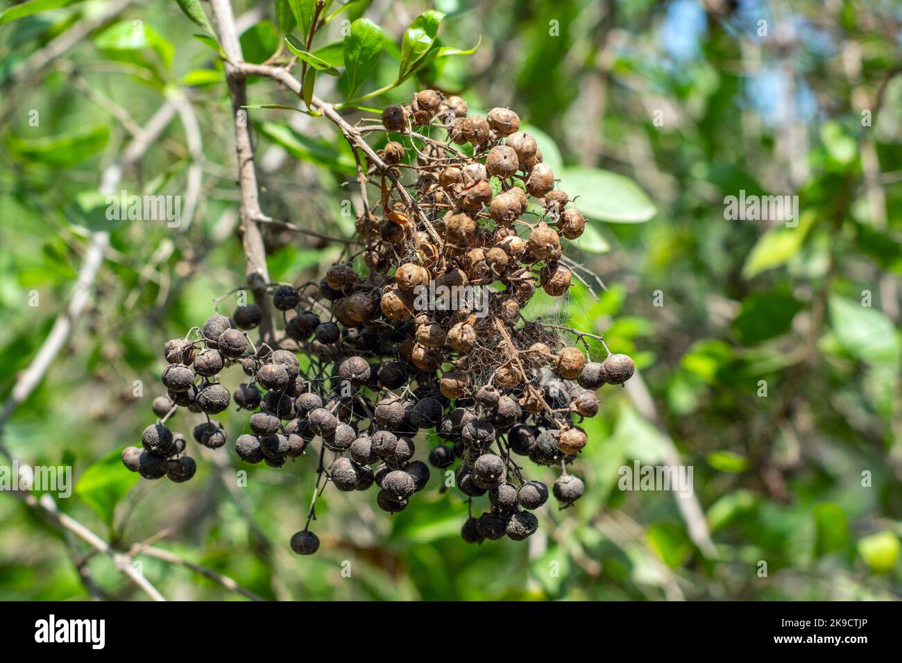 Seed pods on the henna tree Stock Photo
