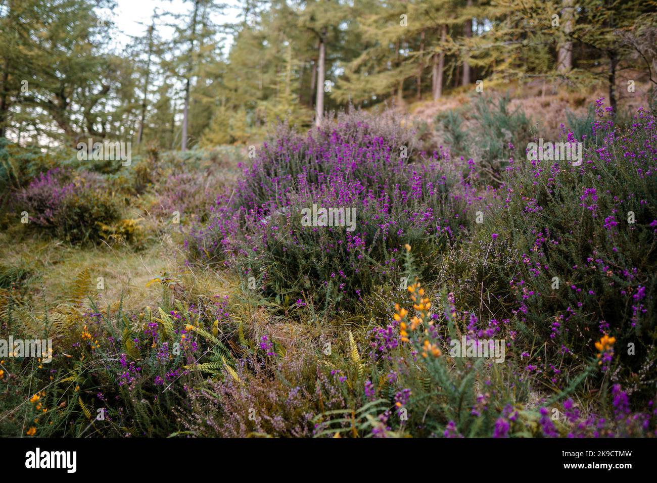 Close up view of the irish heather growing in the autumn. Stock Photo