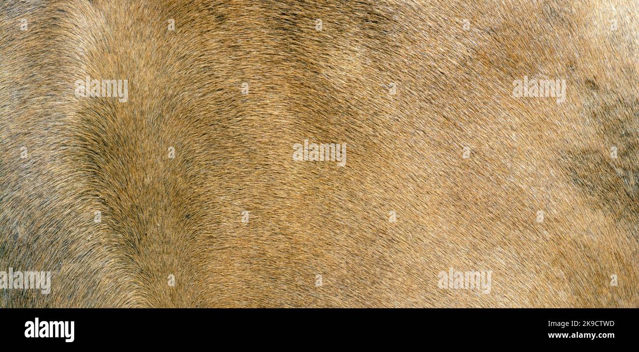 Brown horse hair texture Stock Photo