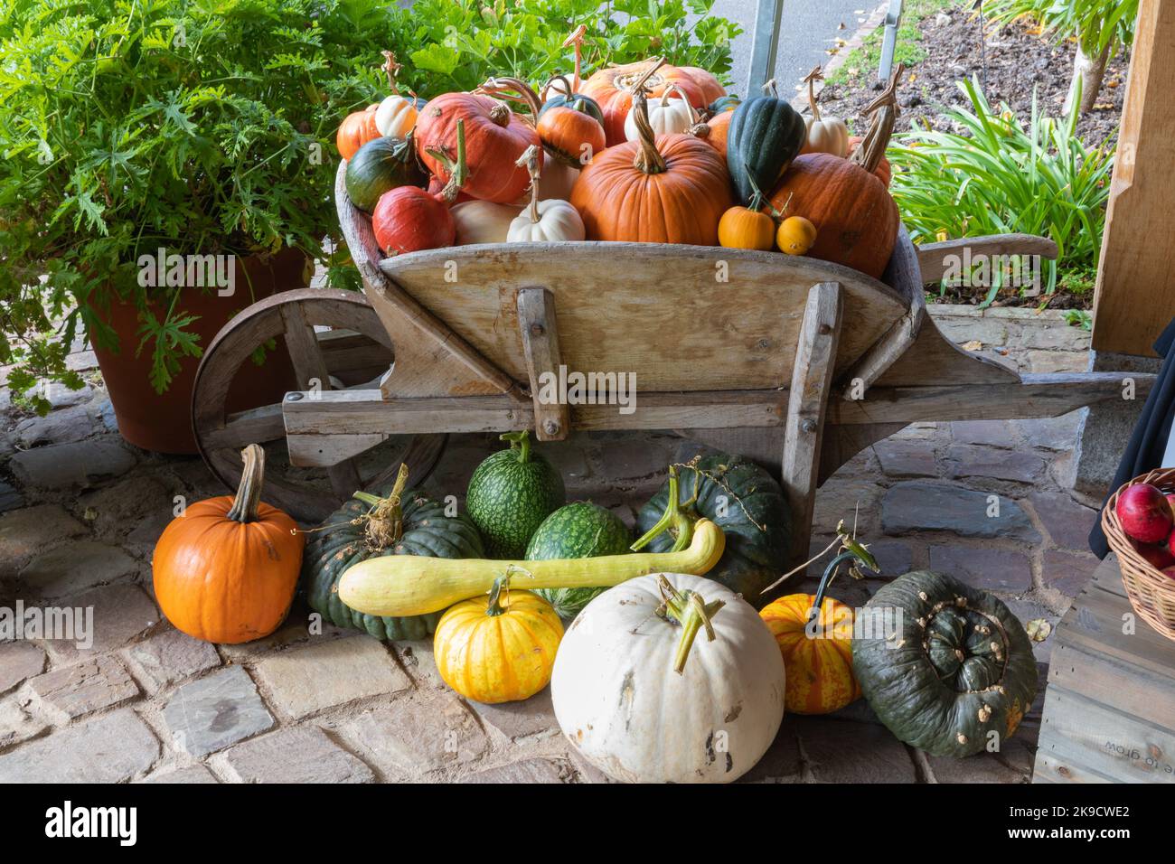 An autumn harvest display of seasonal pumpkins and squashes in old wooden garden wheelbarrow Stock Photo