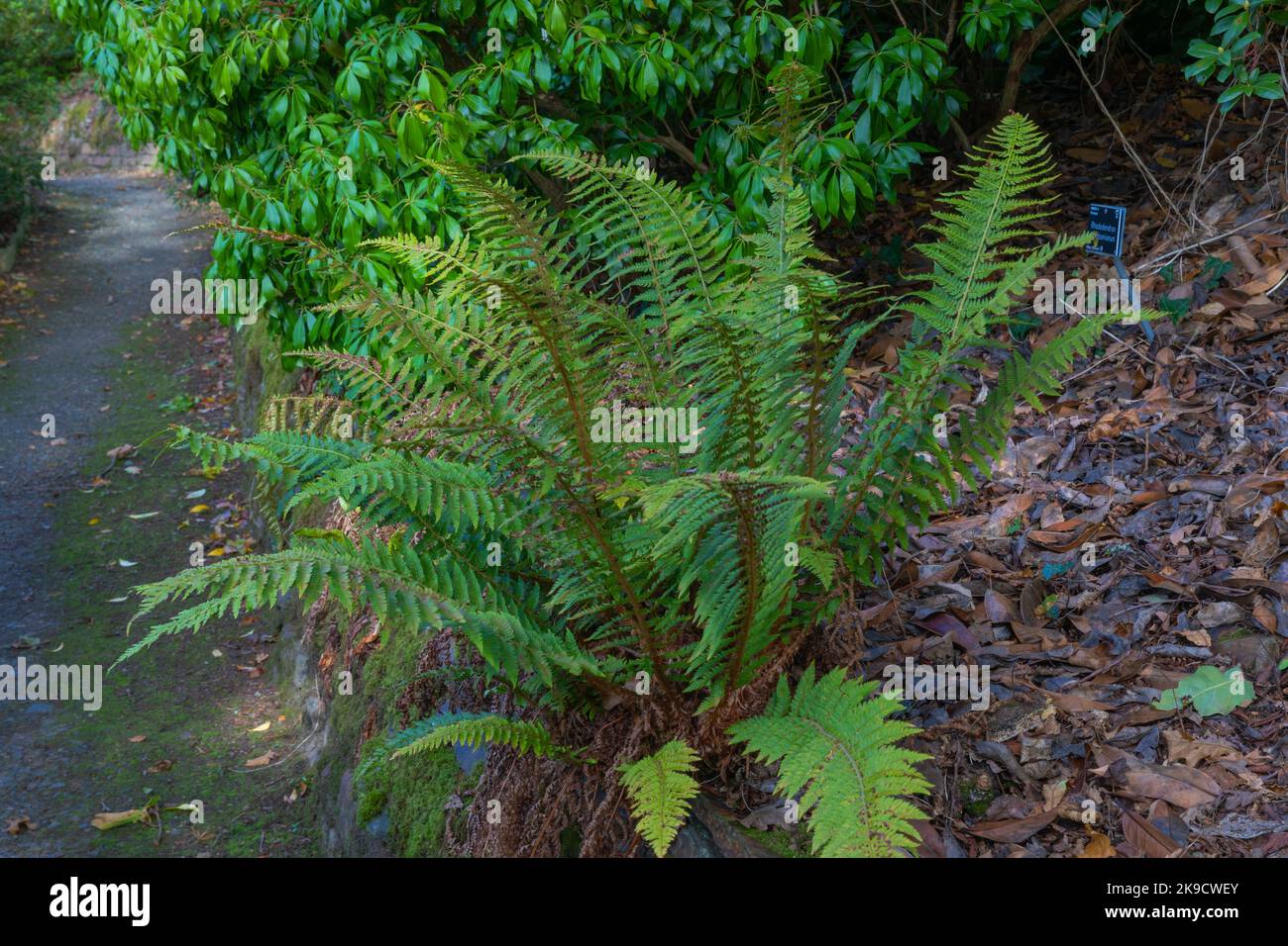 The handsome deep green fronds of the soft shield fern Stock Photo