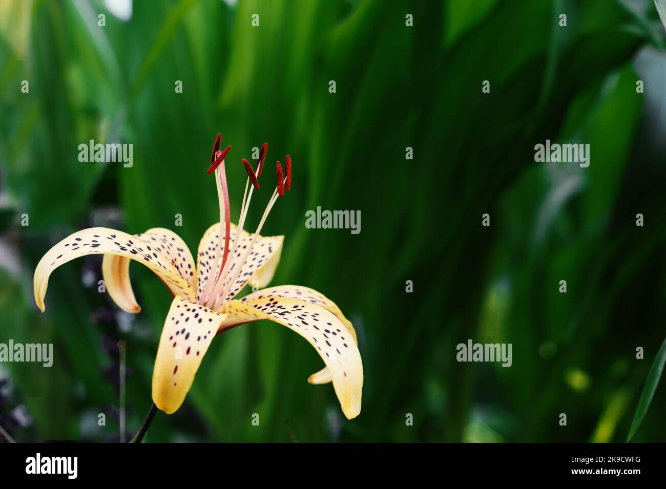 Tiger lily Lilium lancifolium, syn. L. tigrinum on a green blurred background on a sunny day. copy space Stock Photo