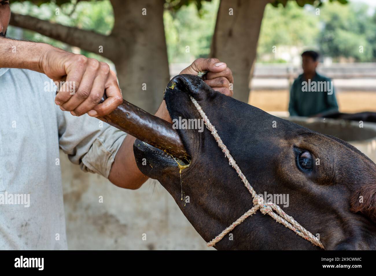 Veterinary doctor pouring herbal medicine in the mouth of a buffalo