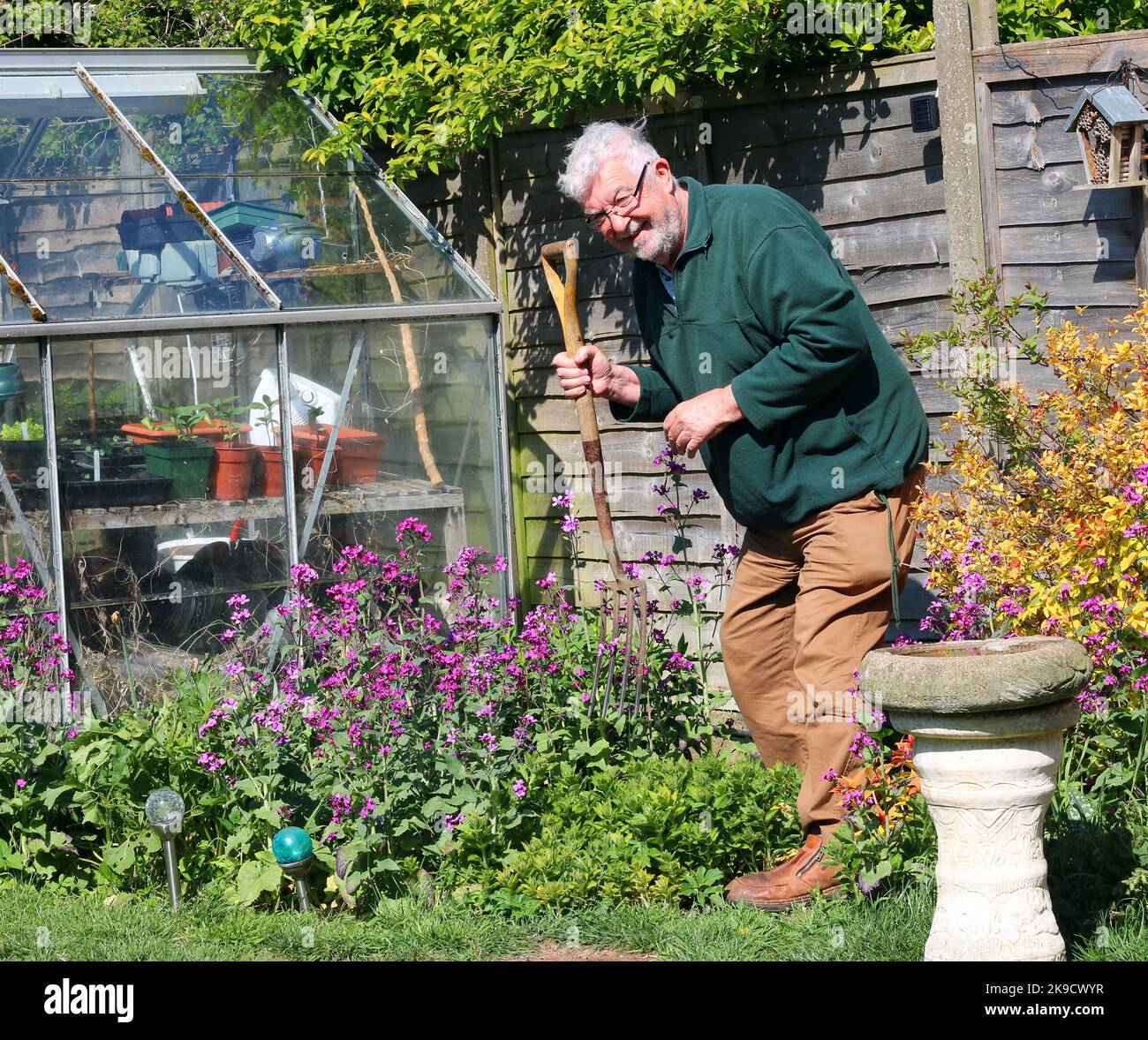 Elderly man gardening. Happy to be fit and enjoy his garden. Stock Photo