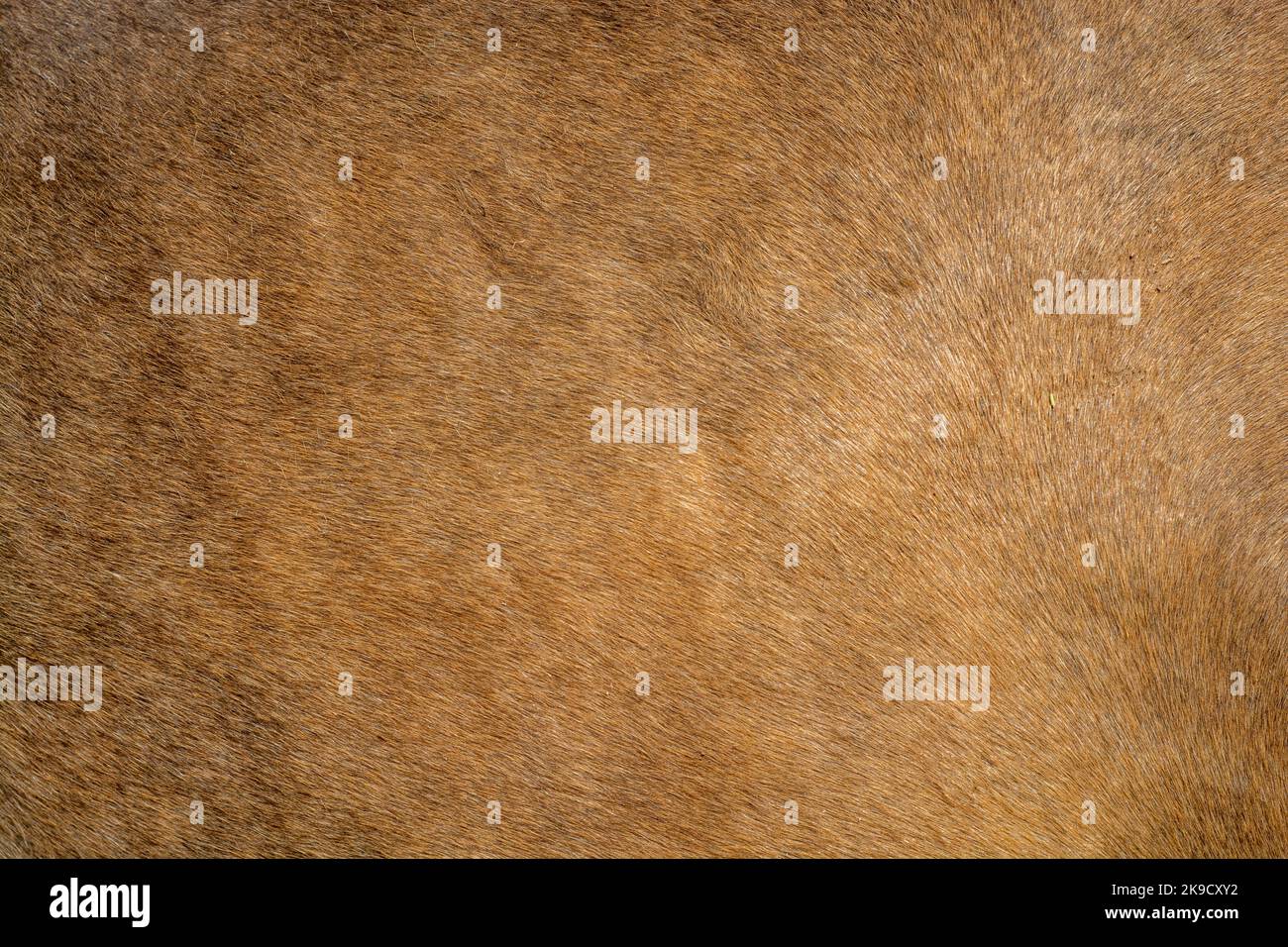 Brown fur texture background Stock Photo