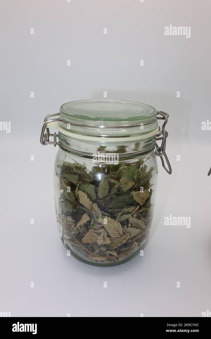 Glass jar filled with dry lemon balm (Melissa officinalis) leaves on a white background Stock Photo