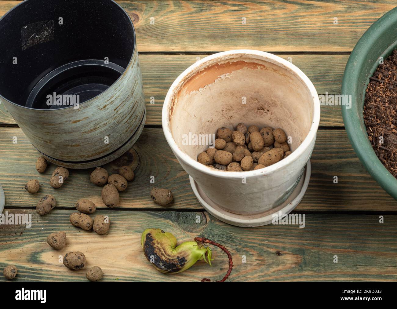 Preparing to plant a mango seed in a flower pot. Pot with expanded clay