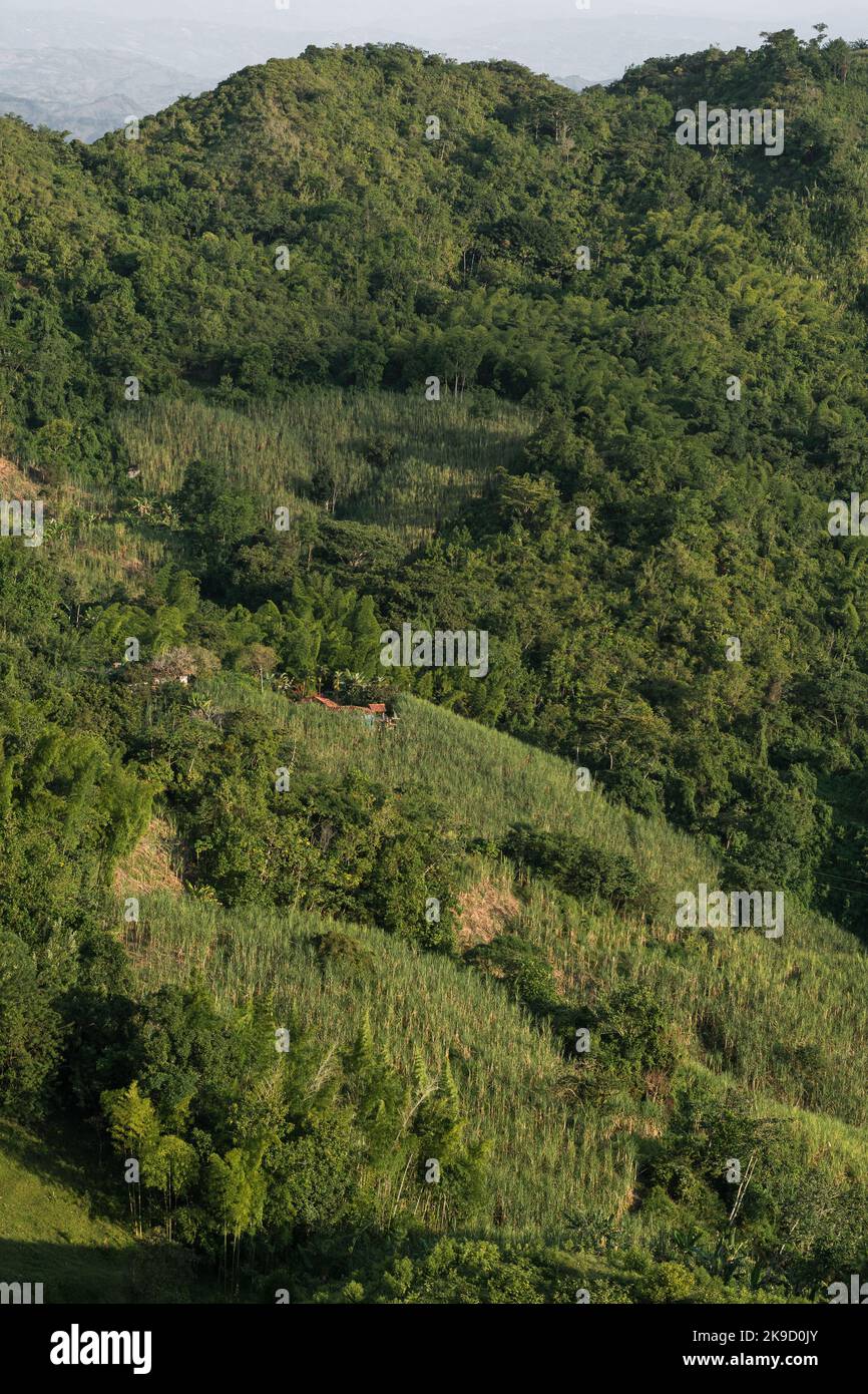 colombian rural landscape of a farm used for the cultivation and production of sugar cane, surrounded by large forests of giant bamboo or guadua. conc Stock Photo