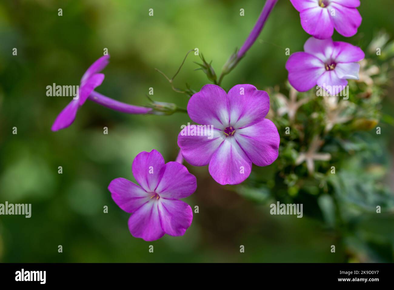 Macro view of purple blooming garden phlox (phlox paniculata) flowers in a sunny autumn garden Stock Photo